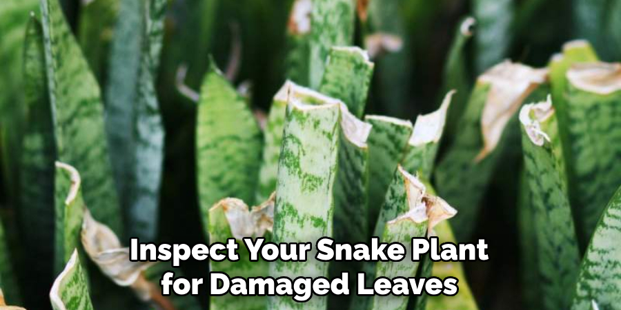 Inspect Your Snake Plant for Damaged Leaves