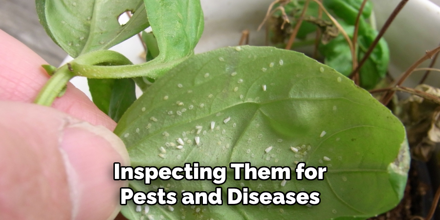 Inspecting Them for Pests and Diseases