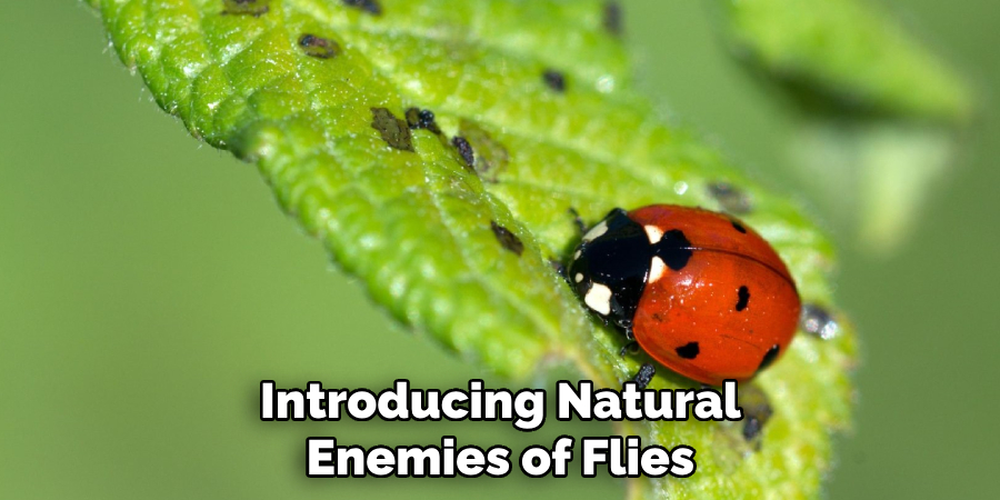 Introducing Natural Enemies of Flies
