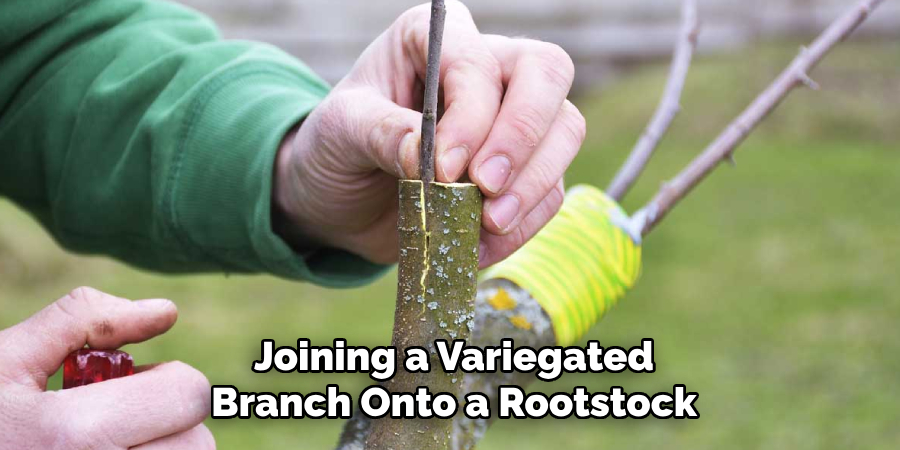 Joining a Variegated
Branch Onto a Rootstock