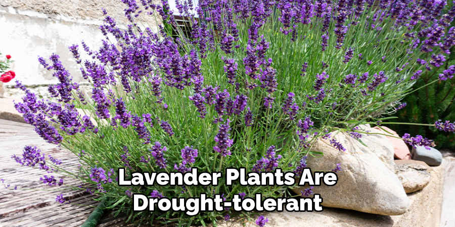 Lavender Plants Are Drought-tolerant