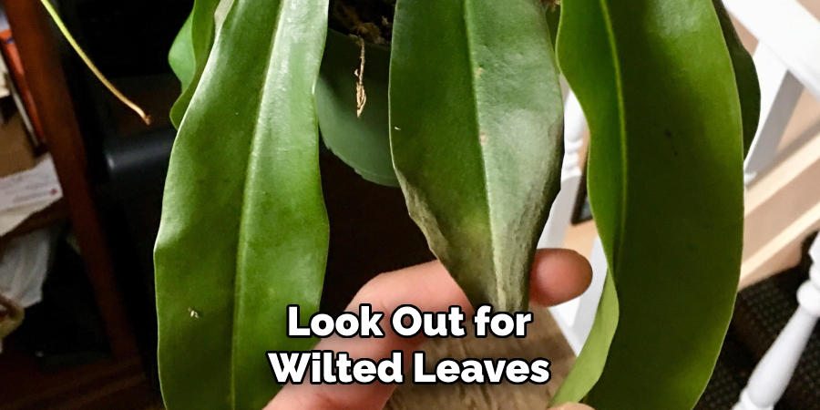 Look Out for Wilted Leaves