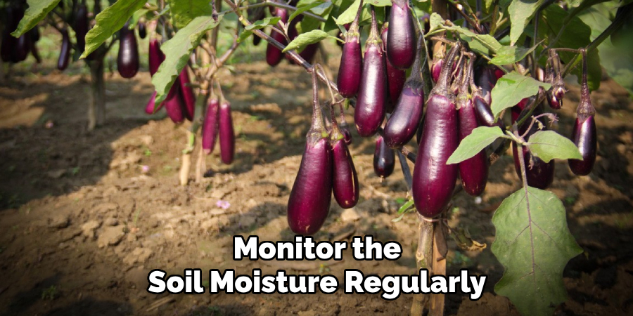 Monitor the Soil Moisture Regularly