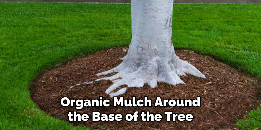 Organic Mulch Around the Base of the Tree