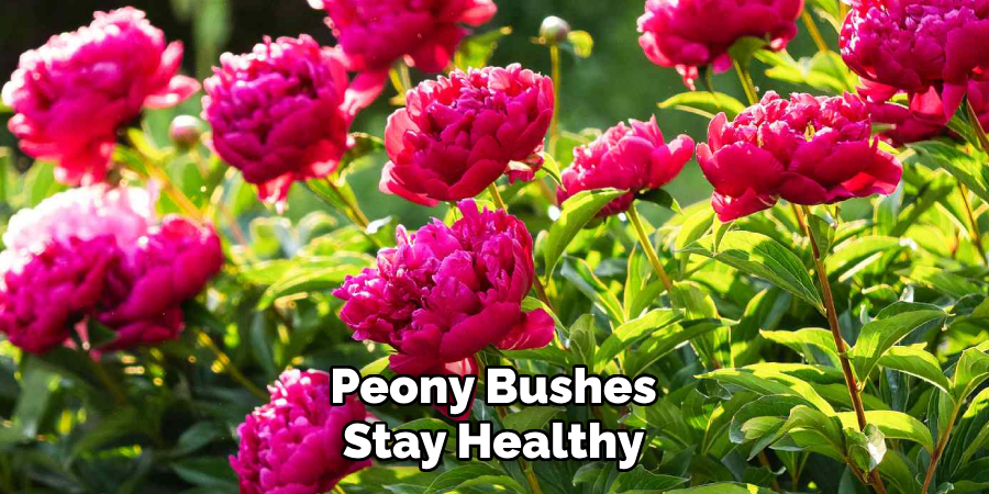 Peony Bushes Stay Healthy