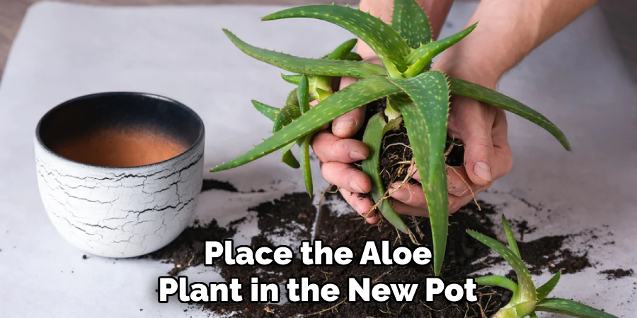 Place the Aloe Plant in the New Pot