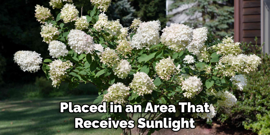 Placed in an Area That Receives Sunlight