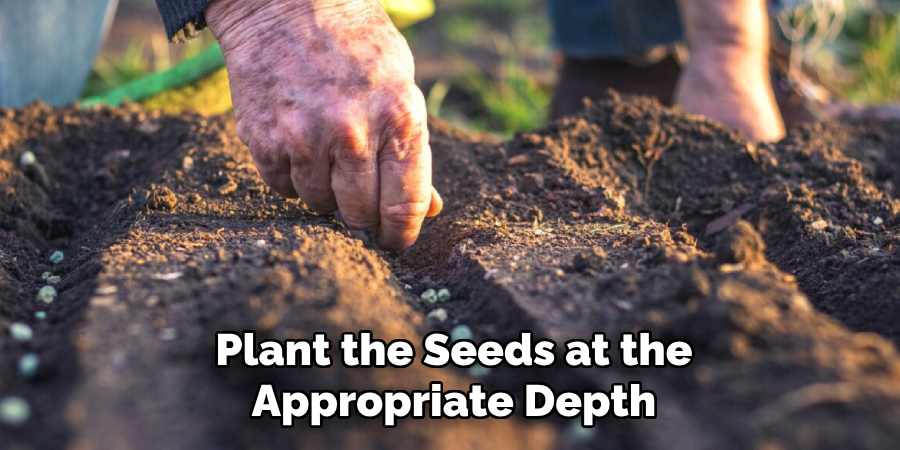 Plant the Seeds at the Appropriate Depth