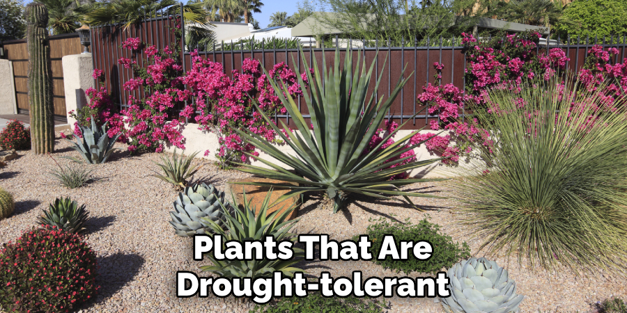 Plants That Are Drought-tolerant