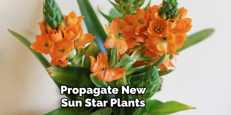 Propagate New Sun Star Plants