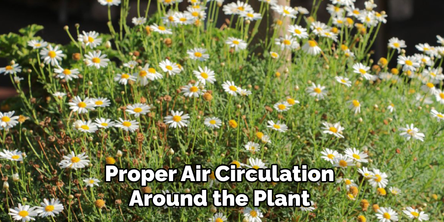 Proper Air Circulation 
Around the Plant 