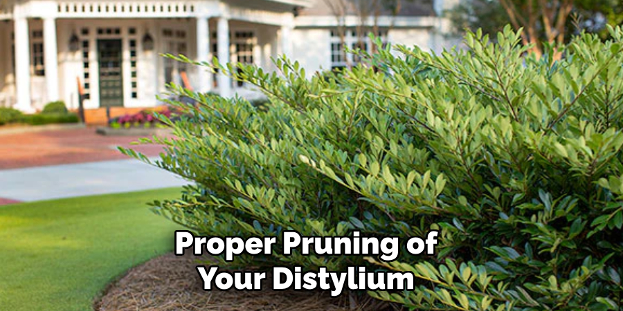 Proper Pruning of Your Distylium