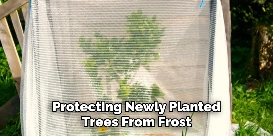 Protecting Newly Planted Trees From Frost