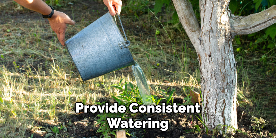 Provide Consistent
Watering