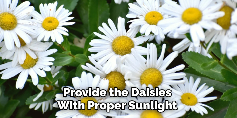 Provide the Daisies 
With Proper Sunlight 