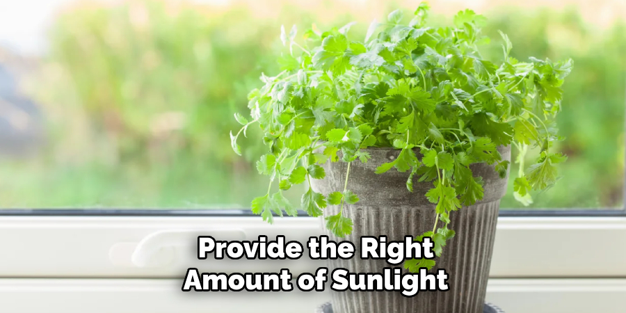Provide the Right Amount of Sunlight