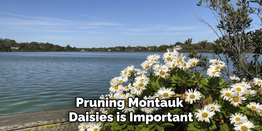 Pruning Montauk 
Daisies is Important