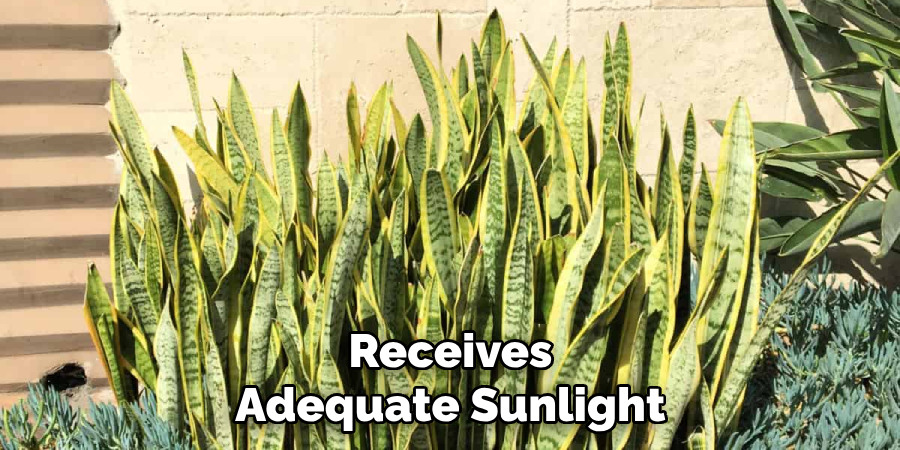 Receives Adequate Sunlight
