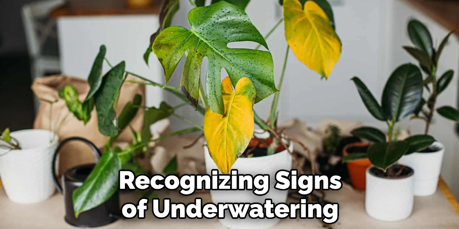 Recognizing Signs of Underwatering
