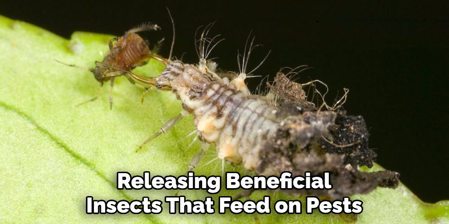 Releasing Beneficial Insects That Feed on Pests