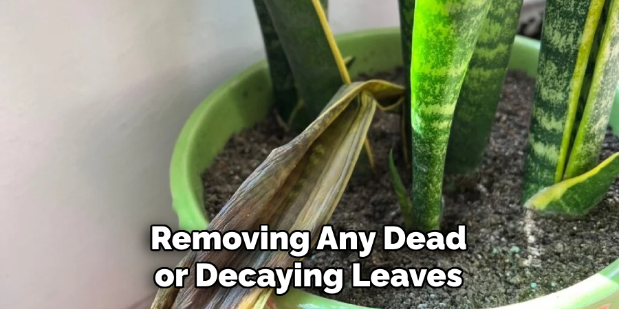 Removing Any Dead or Decaying Leaves