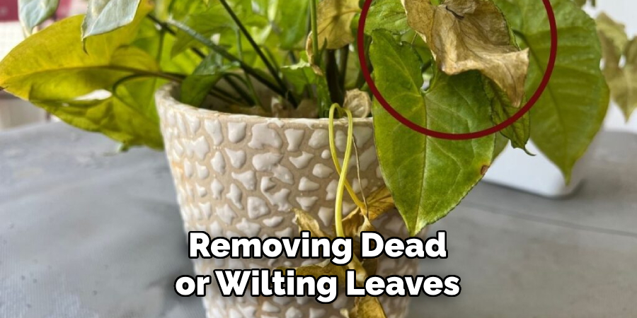 Removing Dead or Wilting Leaves