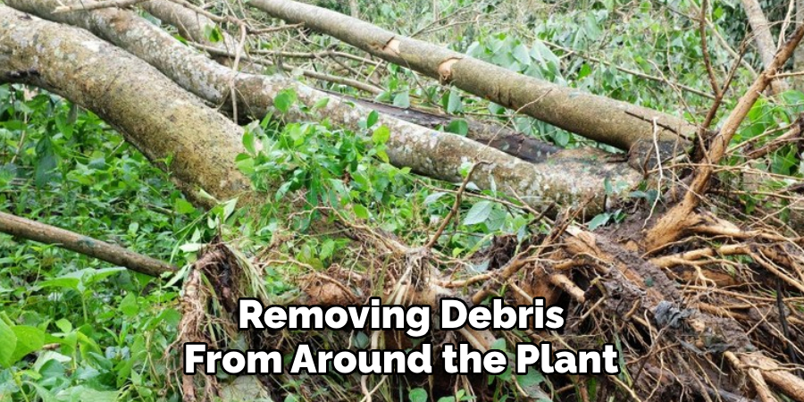 Removing Debris From Around the Plant