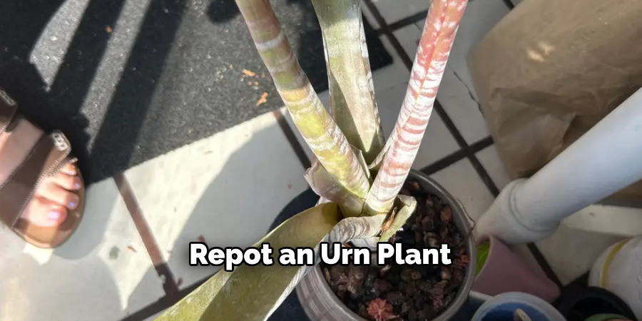 Repot an Urn Plant