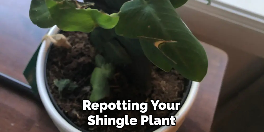 Repotting Your Shingle Plant