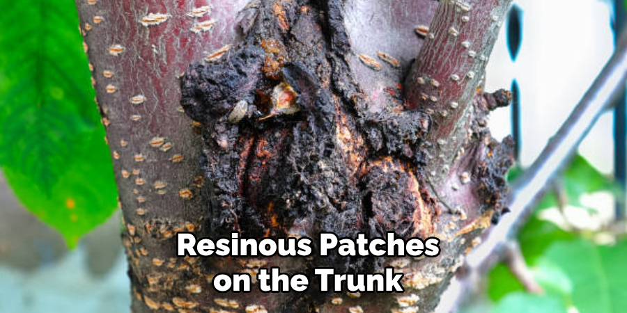 Resinous Patches on the Trunk