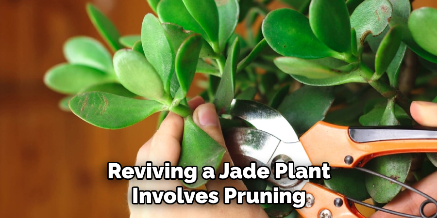 Reviving a Jade Plant Involves Pruning