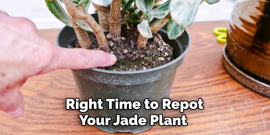 Right Time to Repot Your Jade Plant 