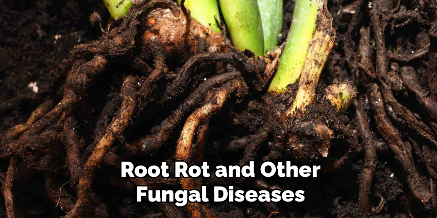 Root Rot and Other Fungal Diseases