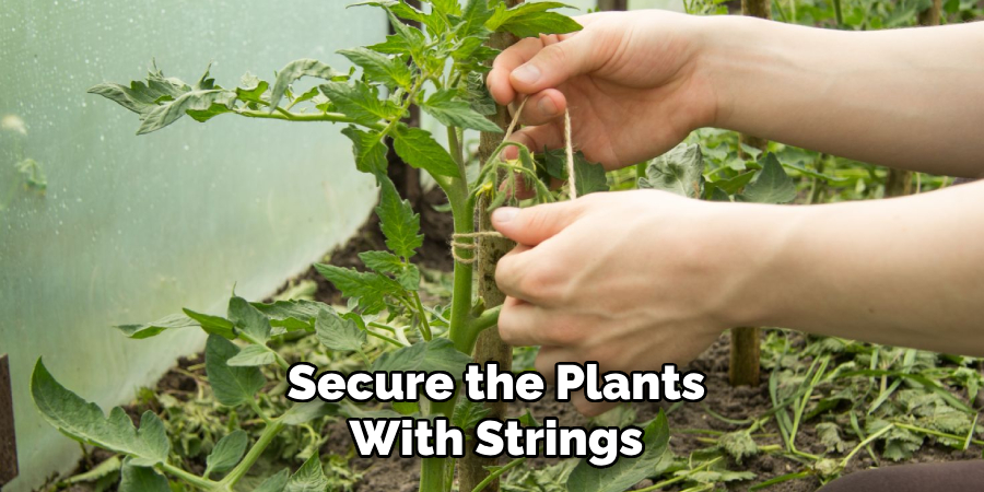 Secure the Plants With Strings