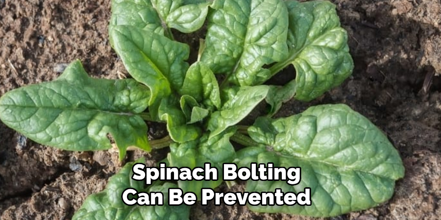 Spinach Bolting Can Be Prevented