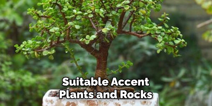 Suitable Accent Plants and Rocks