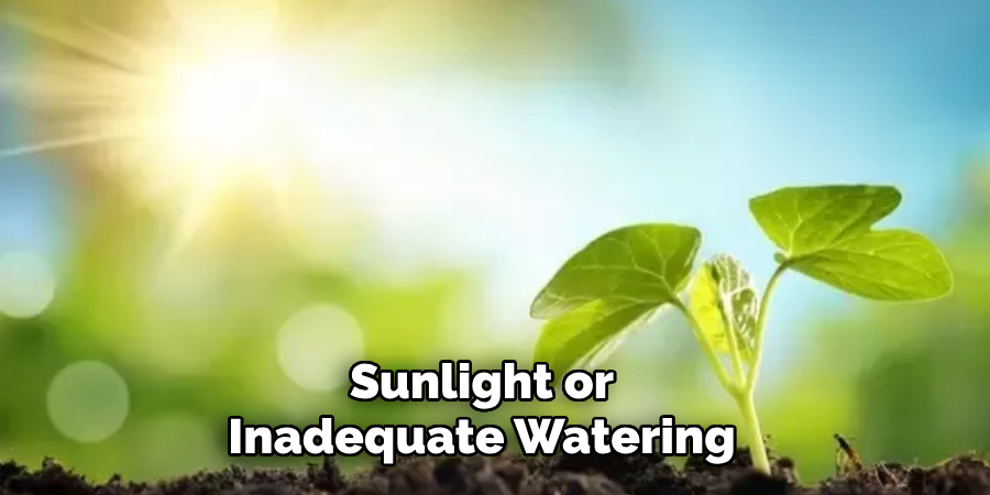 Sunlight or Inadequate Watering