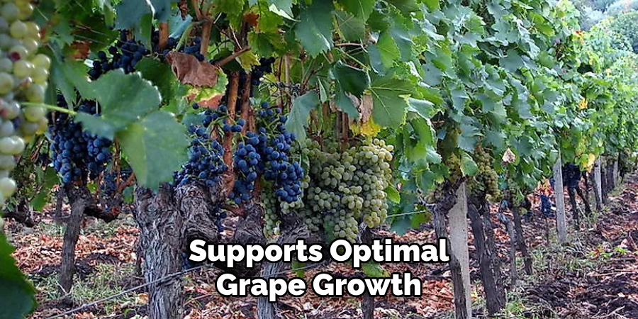 Supports Optimal Grape Growth