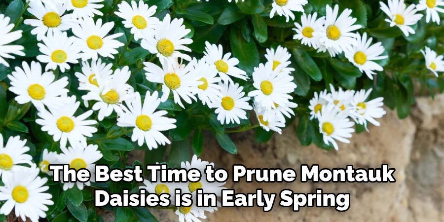 The Best Time to Prune Montauk
Daisies is in Early Spring