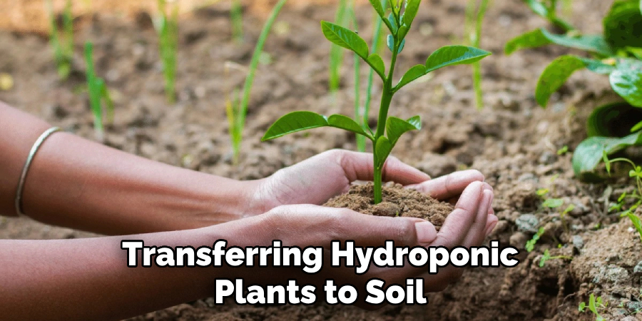 Transferring Hydroponic Plants to Soil