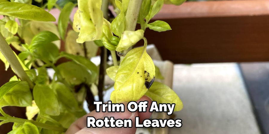Trim Off Any Rotten Leaves