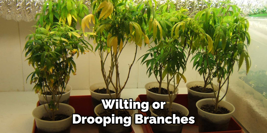 Wilting or Drooping Branches