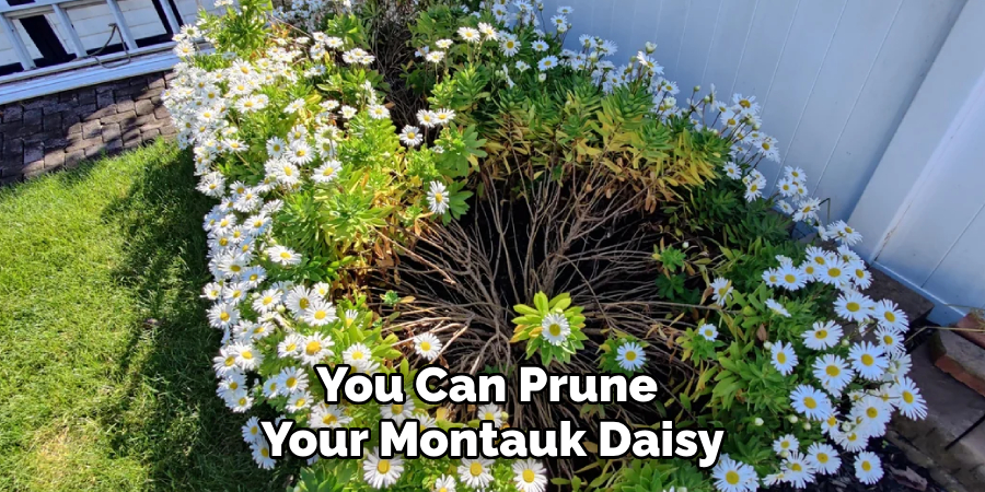 You Can Prune 
Your Montauk Daisy