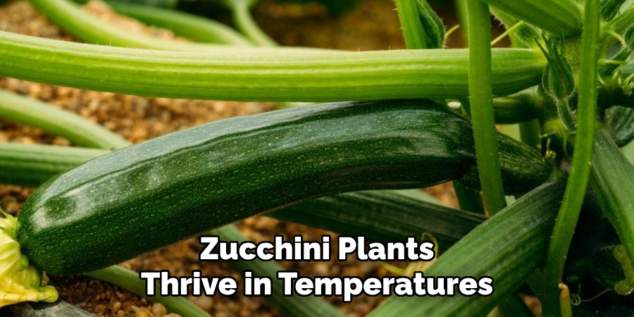 Zucchini Plants Thrive in Temperatures