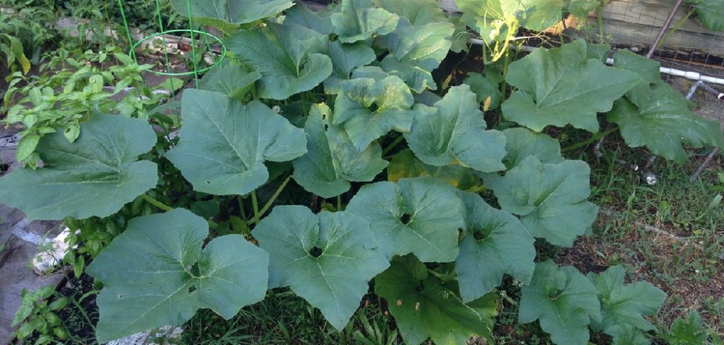 How to Identify Squash Plants