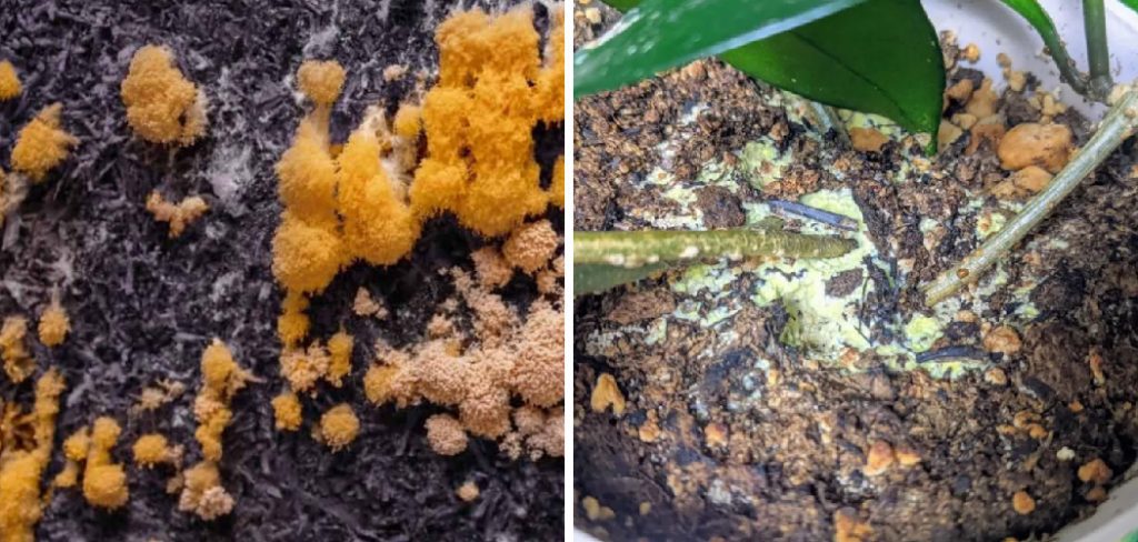 How to Remove Yellow Mold from Plant Soil