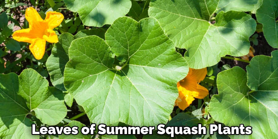  Leaves of Summer Squash Plants