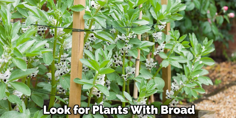 Look for Plants With Broad