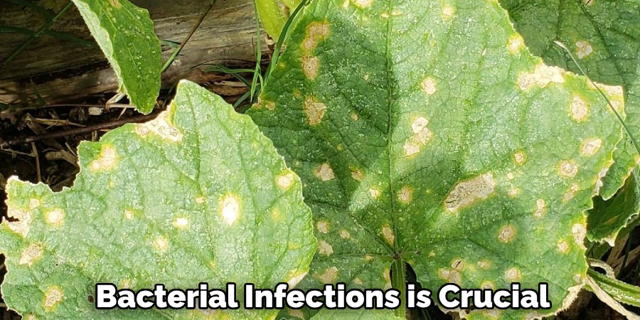 Bacterial Infections is Crucial