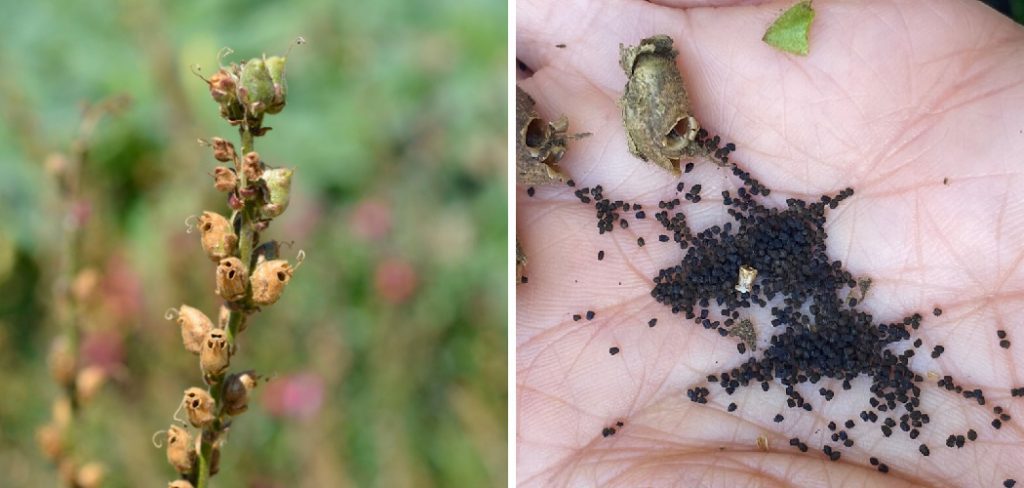 How to Collect Snapdragon Seeds